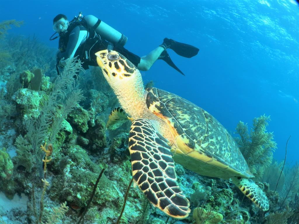 Paul'S Kitchenettes Da Praia & Nemo Dive, Centro De Mergulho ซานตาครูซ กาบราเลีย ภายนอก รูปภาพ
